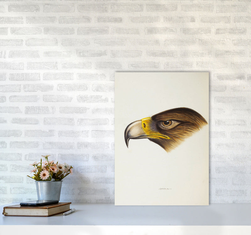Vintage Eagle Face Art Print by Jason Stanley A2 Black Frame