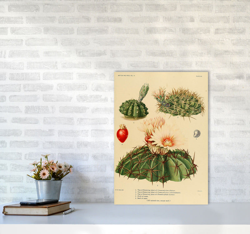 Cactus Series 14 Art Print by Jason Stanley A2 Black Frame