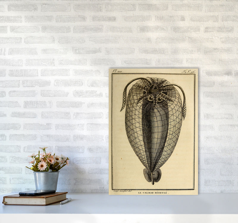 Vintage Squid 4 Art Print by Jason Stanley A2 Black Frame
