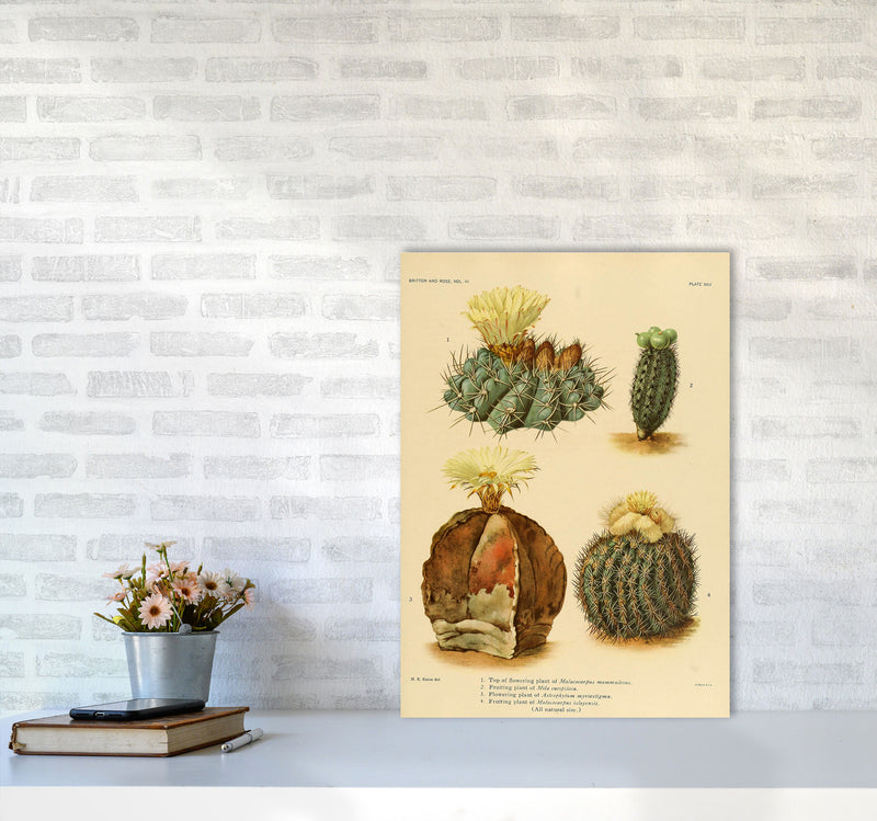 Cactus Series 16 Art Print by Jason Stanley A2 Black Frame