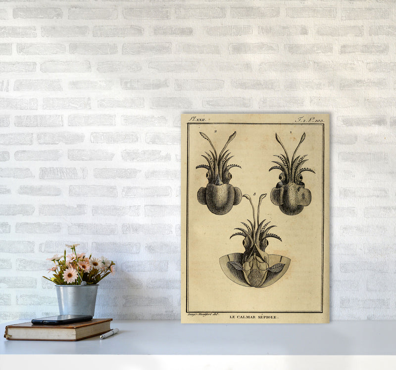 Vintage Squid 3 Art Print by Jason Stanley A2 Black Frame