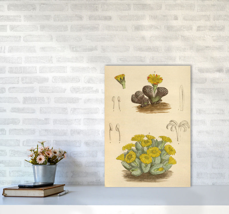 Vintage Cactus III Art Print by Jason Stanley A2 Black Frame