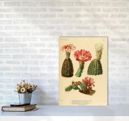 Cactus Series 2 Art Print by Jason Stanley A2 Black Frame