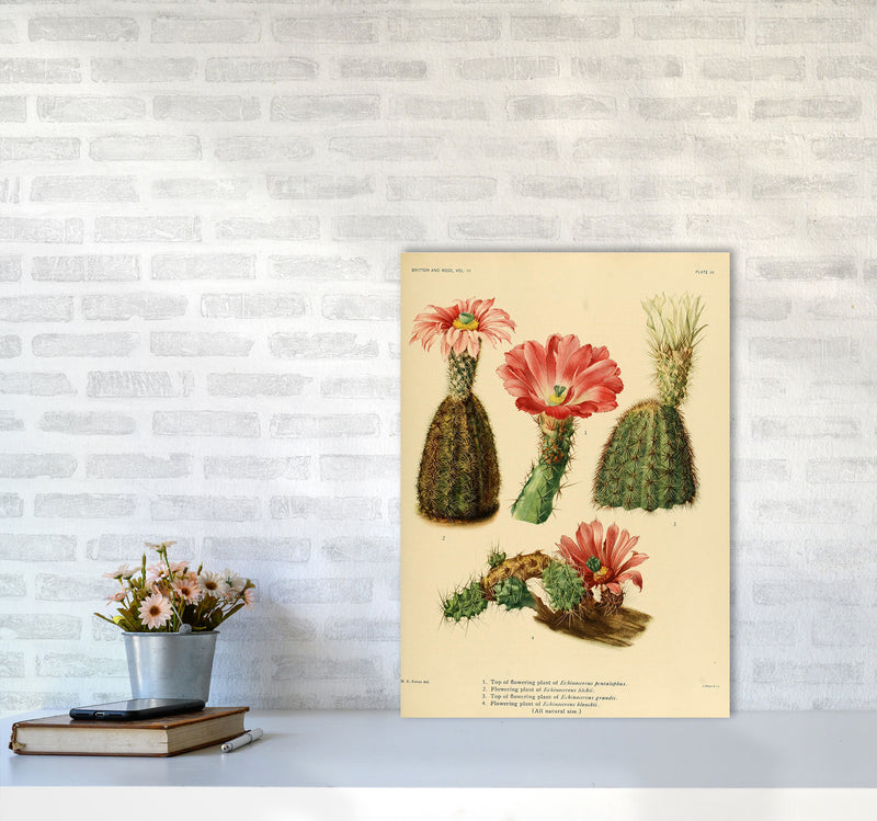 Cactus Series 2 Art Print by Jason Stanley A2 Black Frame