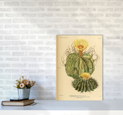 Cactus Series 15 Art Print by Jason Stanley A2 Black Frame