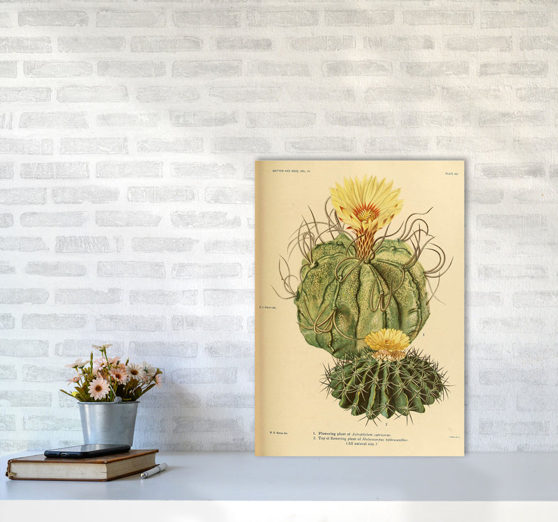 Cactus Series 15 Art Print by Jason Stanley A2 Black Frame