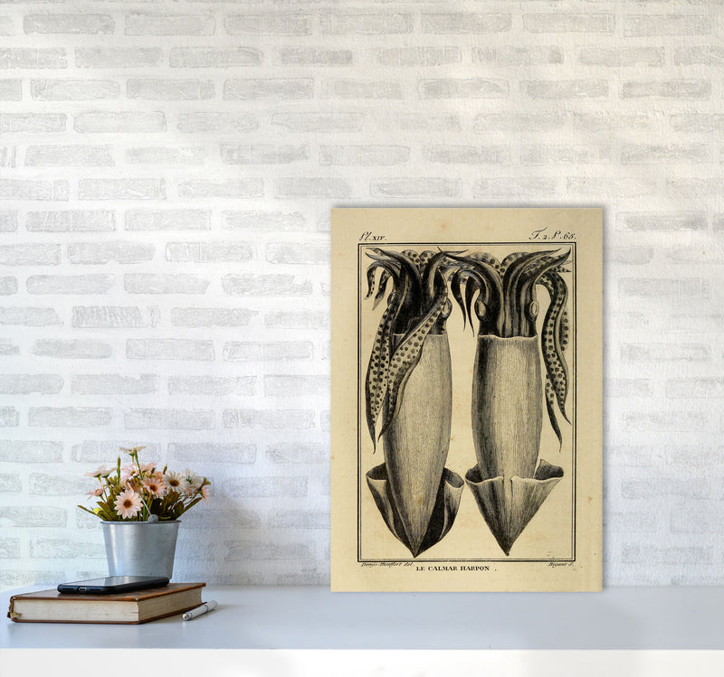 Vintage Squid 5 Art Print by Jason Stanley A2 Black Frame