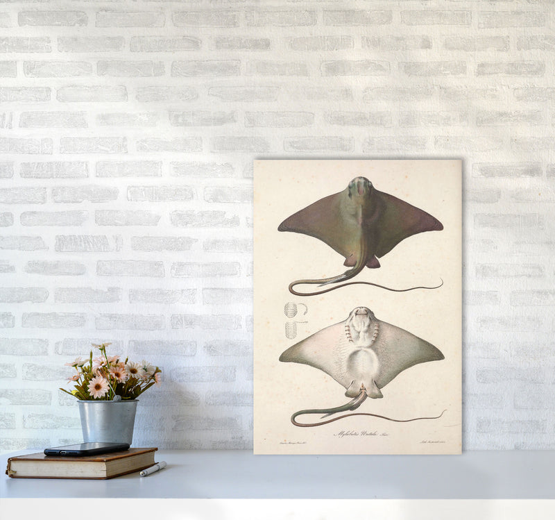 Vintage Stingray Art Print by Jason Stanley A2 Black Frame