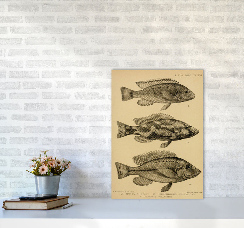 Various Fish Art Print by Jason Stanley A2 Black Frame