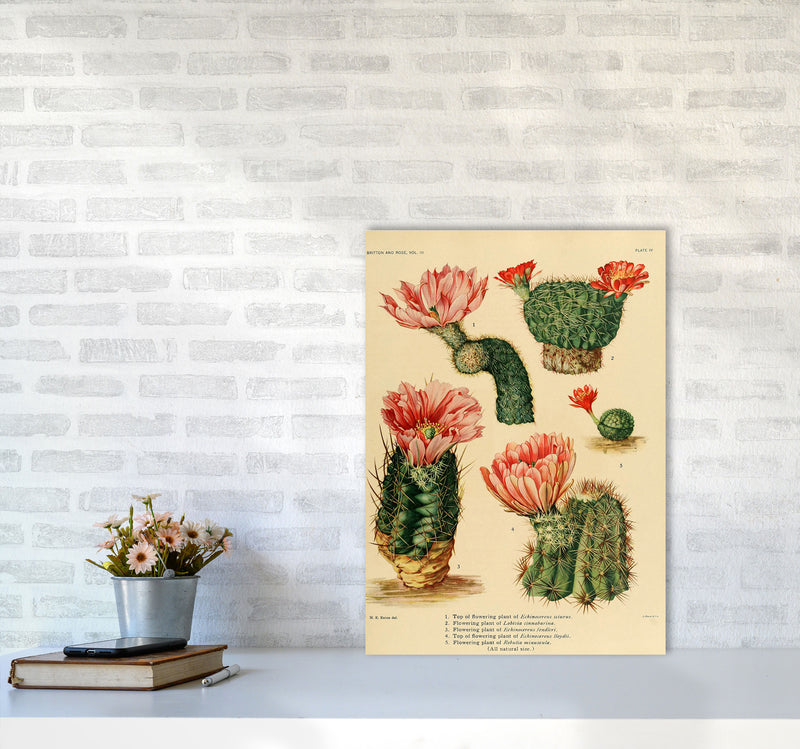 Cactus Series 3 Art Print by Jason Stanley A2 Black Frame