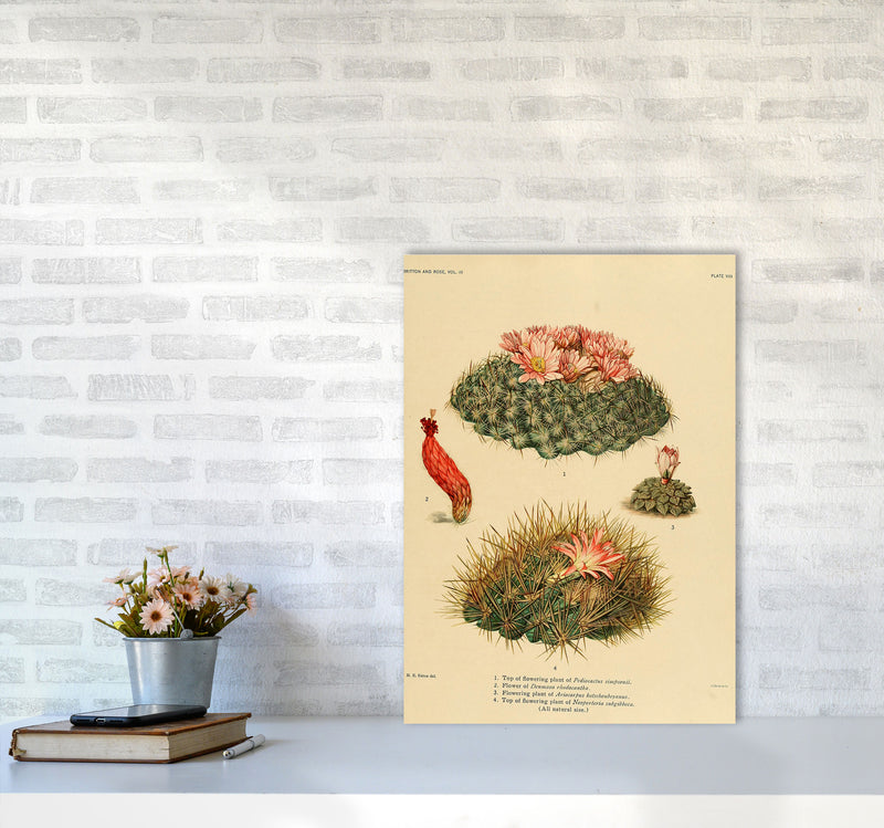 Cactus Series 7 Art Print by Jason Stanley A2 Black Frame