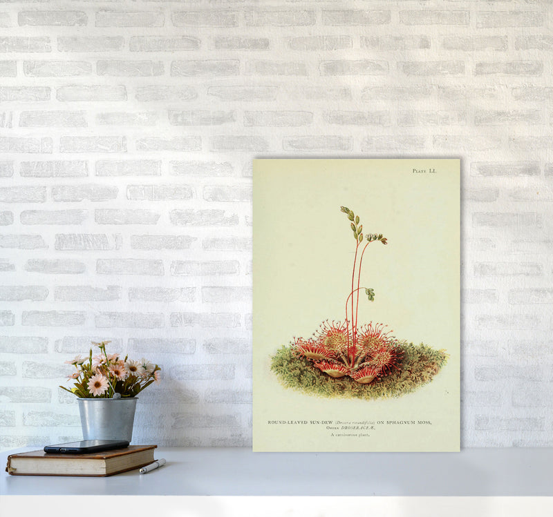 Venus Fly Trap Art Print by Jason Stanley A2 Black Frame