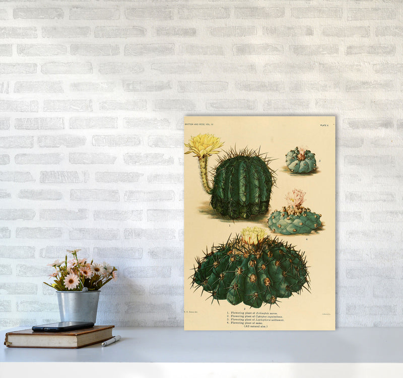 Cactus Series8 Art Print by Jason Stanley A2 Black Frame