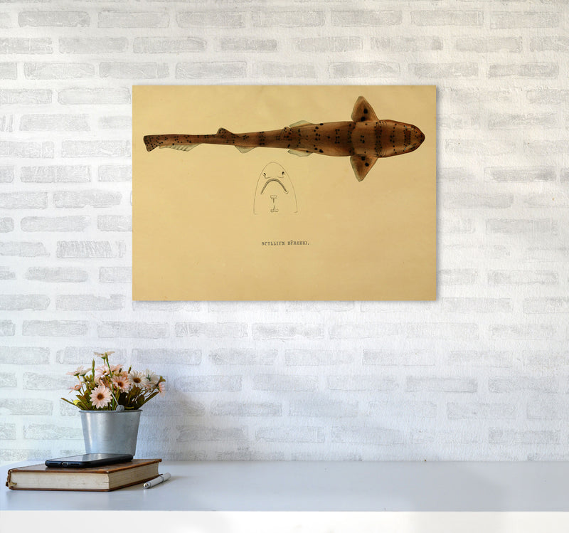 Shark Series 2 Art Print by Jason Stanley A2 Black Frame