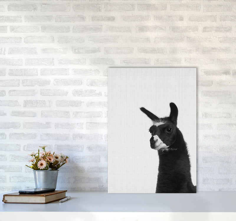 Llama