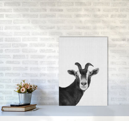 Surprised Goat Art Print by Jason Stanley A2 Black Frame