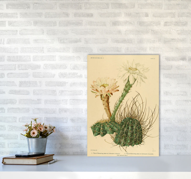 Cactus Series 6 Art Print by Jason Stanley A2 Black Frame