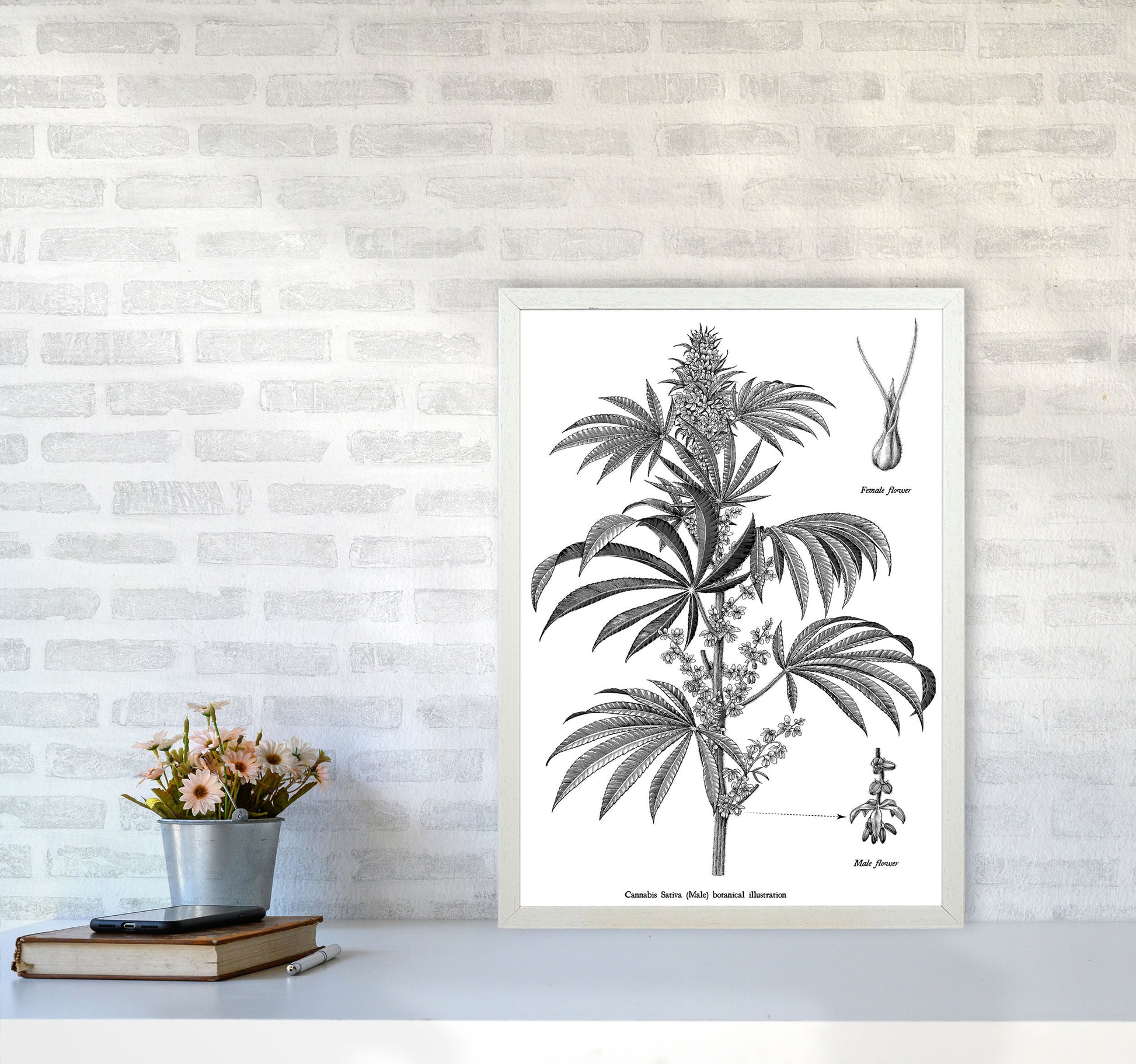 Cannabis Sativa Botanical Illustration Art Print by Jason Stanley A2 Oak Frame