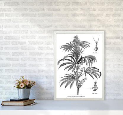 Cannabis Sativa Botanical Illustration Art Print by Jason Stanley A2 Oak Frame