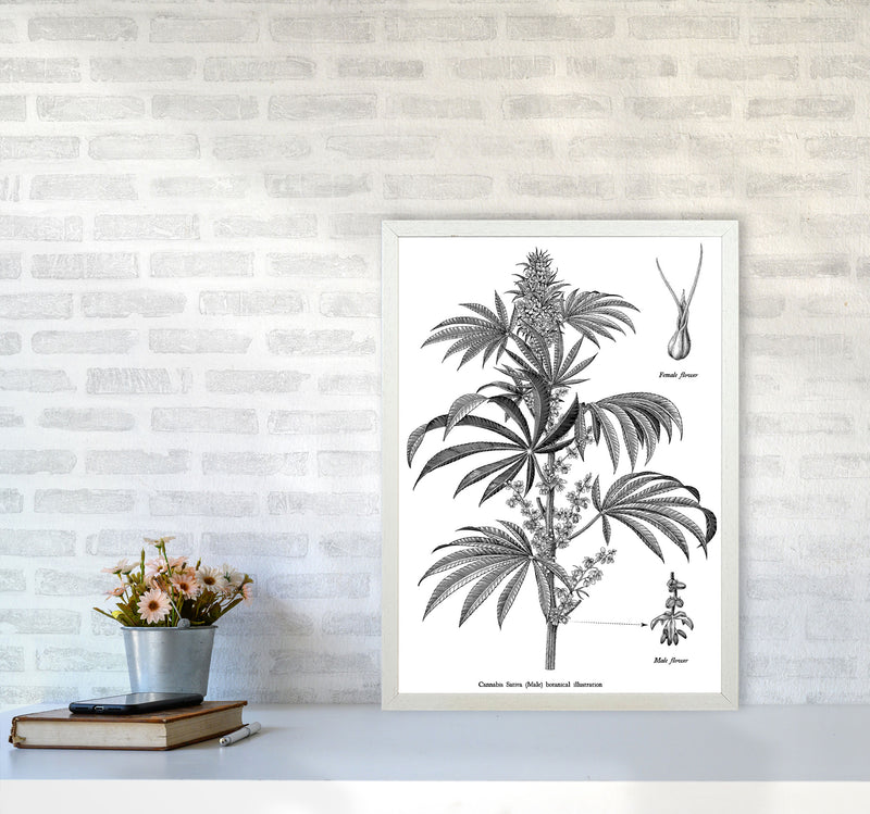 Cannabis Sativa Botanical Illustration Art Print by Jason Stanley A2 Oak Frame