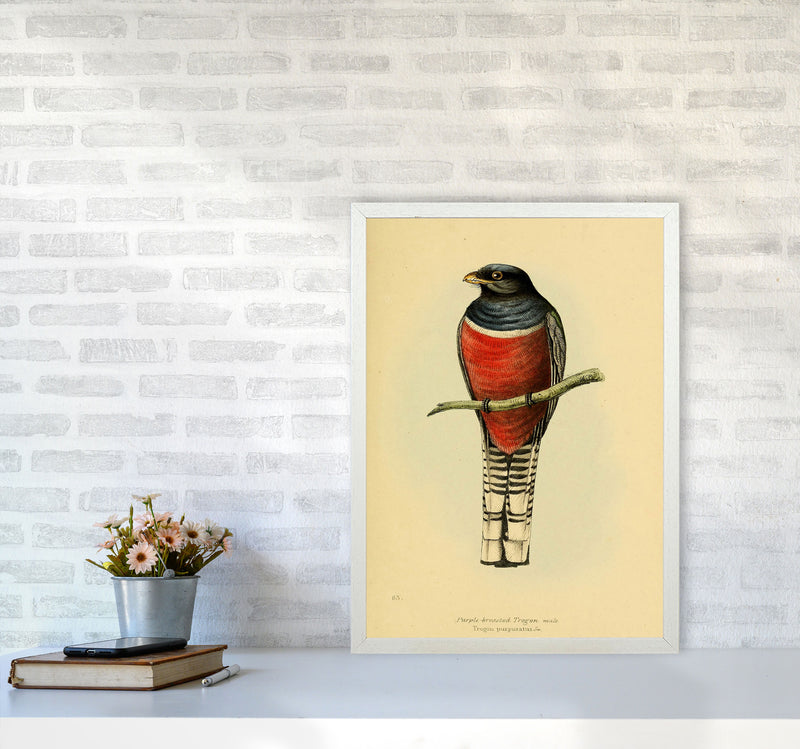 Vintage Purple Breasted Trogon Art Print by Jason Stanley A2 Oak Frame