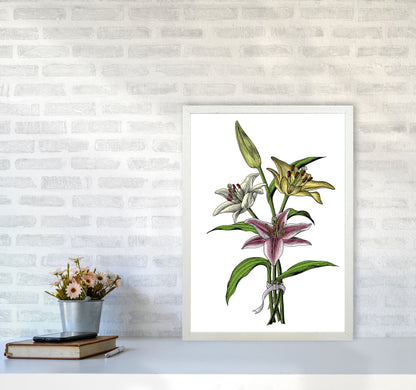 Vintage Lilly Illustration Art Print by Jason Stanley A2 Oak Frame