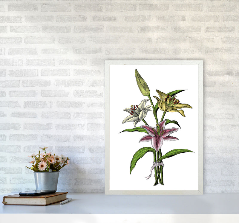 Vintage Lilly Illustration Art Print by Jason Stanley A2 Oak Frame
