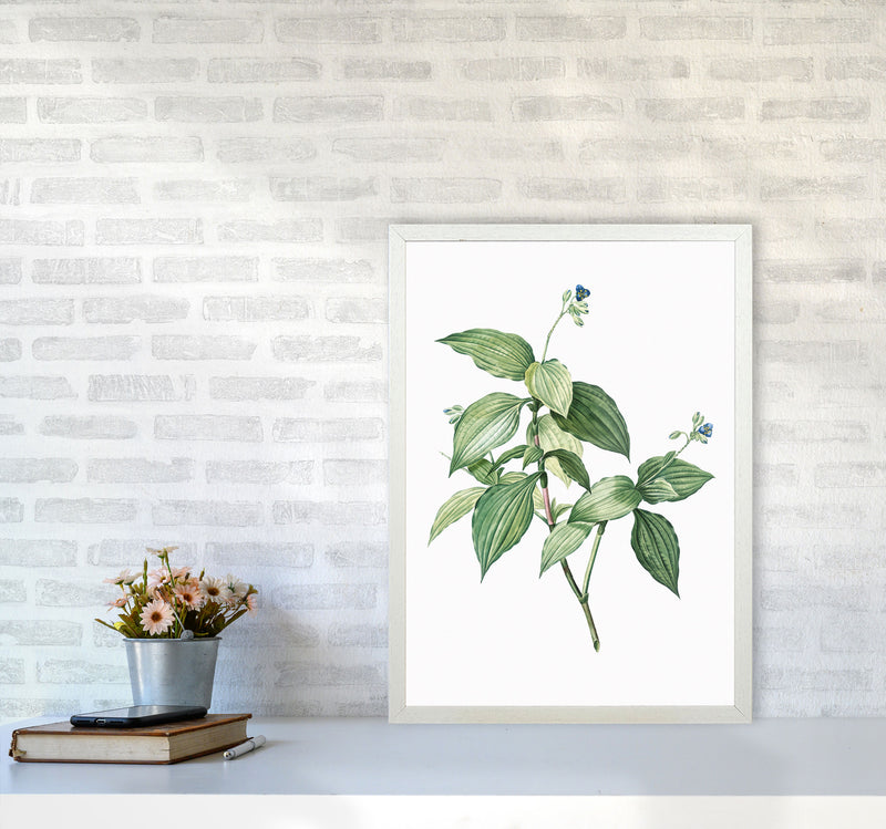 Vintage Botanical Plant Art Print by Jason Stanley A2 Oak Frame