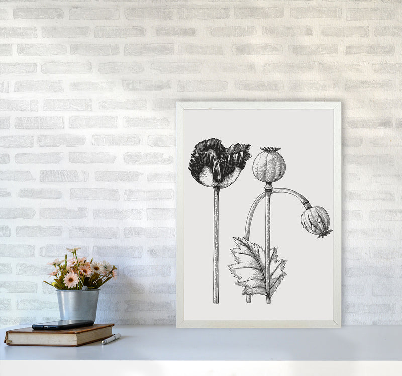 Vintage Poppy Plant Art Print by Jason Stanley A2 Oak Frame