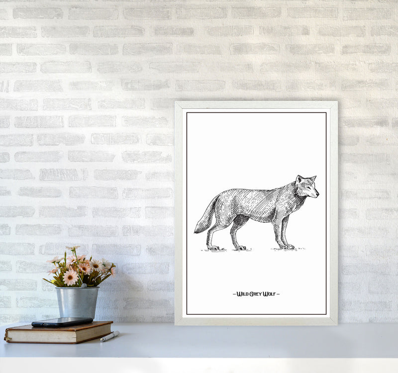Wild Grey Wolf Art Print by Jason Stanley A2 Oak Frame
