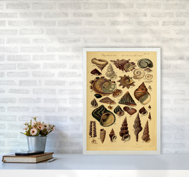Vintage Shells Art Print by Jason Stanley A2 Oak Frame