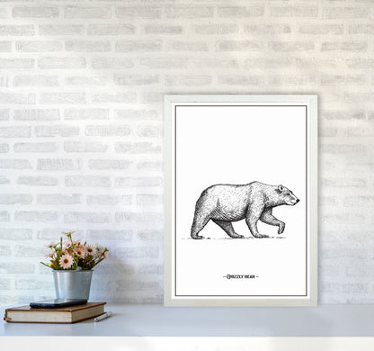Grizzly Bear Art Print by Jason Stanley A2 Oak Frame