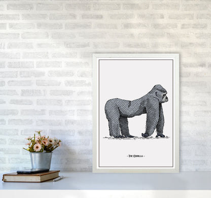 The Gorilla Art Print by Jason Stanley A2 Oak Frame