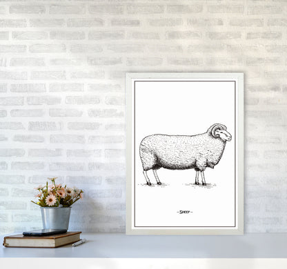 Sheep Art Print by Jason Stanley A2 Oak Frame