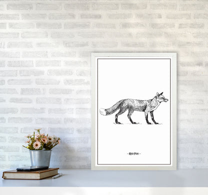 Red Fox Art Print by Jason Stanley A2 Oak Frame