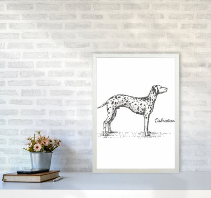 Dalmation Art Print by Jason Stanley A2 Oak Frame