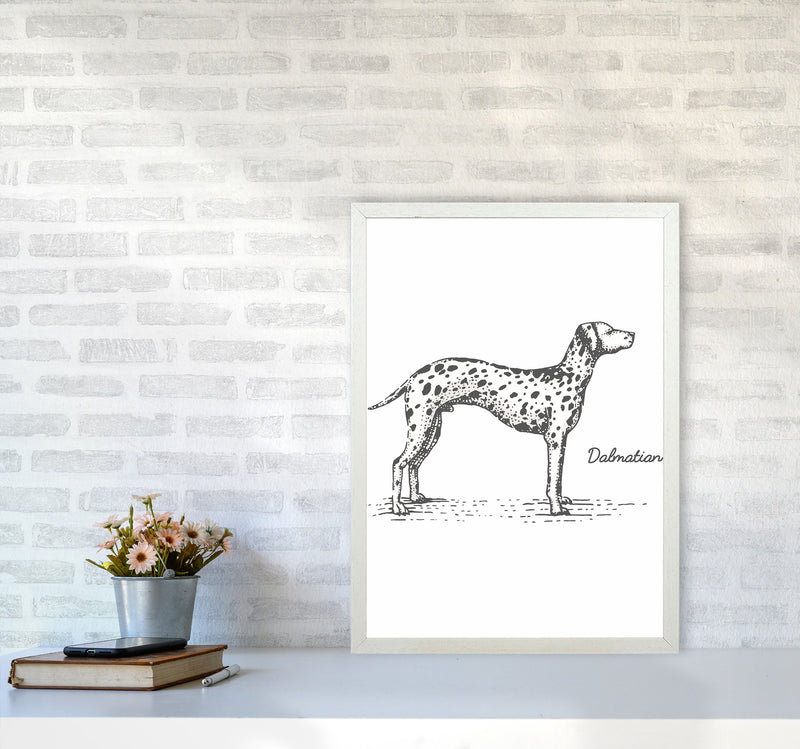 Dalmation Art Print by Jason Stanley A2 Oak Frame