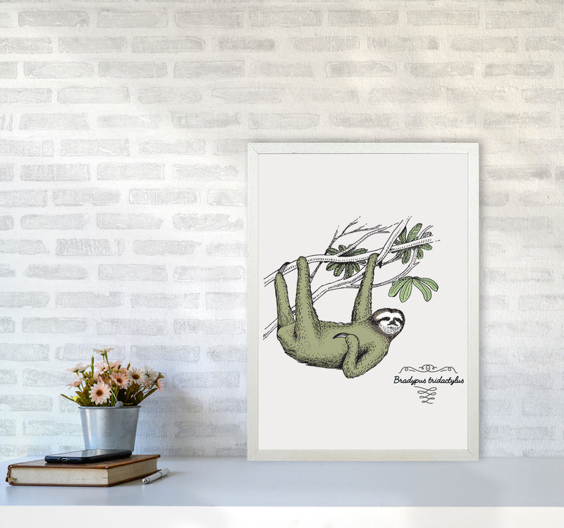 Sloth Art Print by Jason Stanley A2 Oak Frame