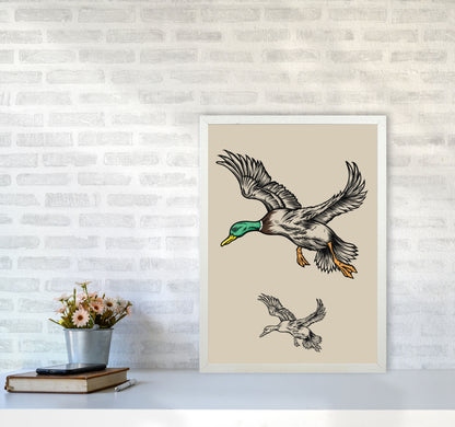 Flying Ducks Art Print by Jason Stanley A2 Oak Frame