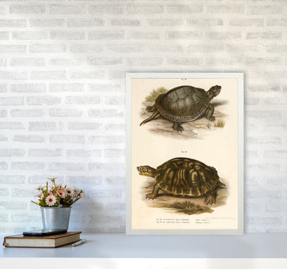 Vintage Turtle Illustration Art Print by Jason Stanley A2 Oak Frame