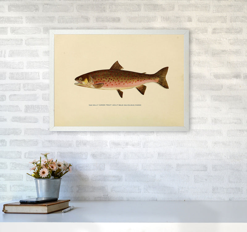 Dolly Varden Trout Illustration Art Print by Jason Stanley A2 Oak Frame