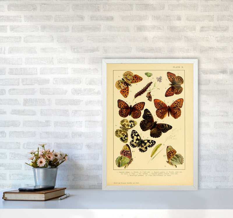 Vintage Butterfly Illustration Art Print by Jason Stanley A2 Oak Frame