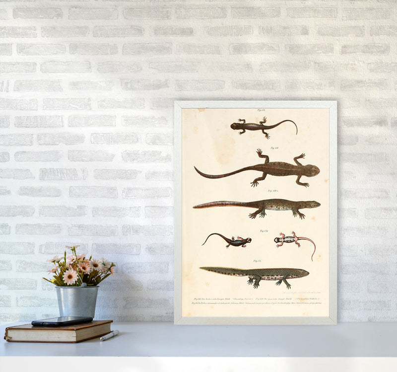 Vintage Newt Illustration Art Print by Jason Stanley A2 Oak Frame