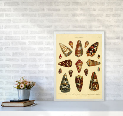 Conchology Illustration 2 Art Print by Jason Stanley A2 Oak Frame