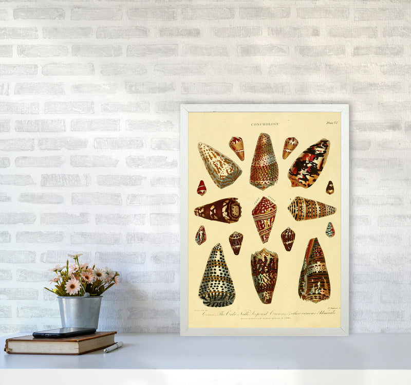 Conchology Illustration 2 Art Print by Jason Stanley A2 Oak Frame