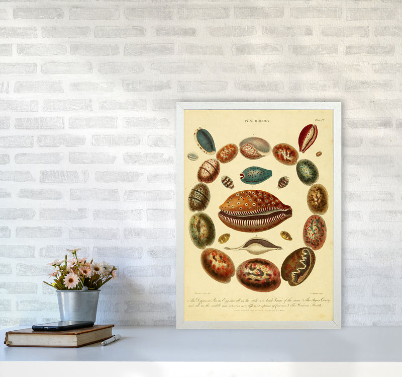 Conchology Illustration Art Print by Jason Stanley A2 Oak Frame