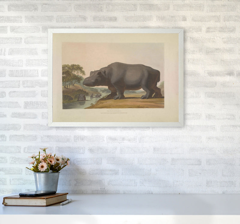 Vintage Hippo Illustration Art Print by Jason Stanley A2 Oak Frame
