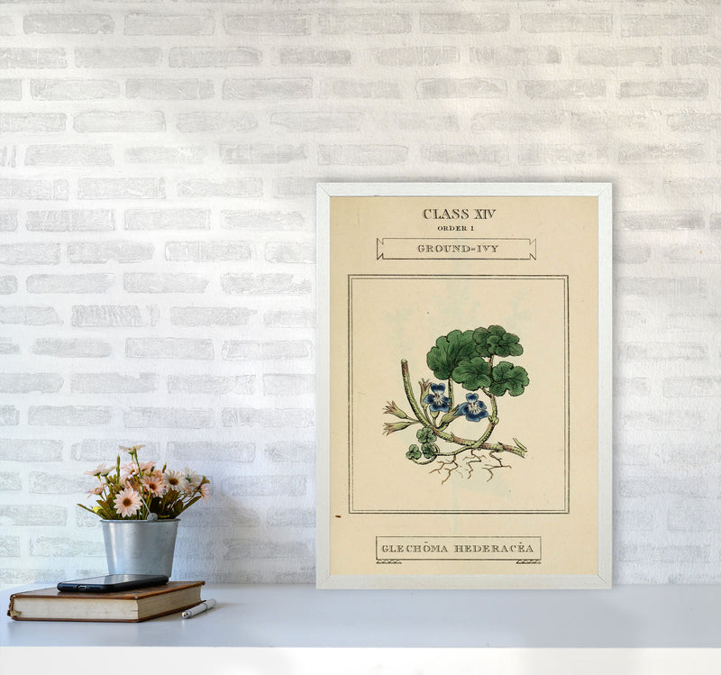 Vintage Flower Series 8 Art Print by Jason Stanley A2 Oak Frame