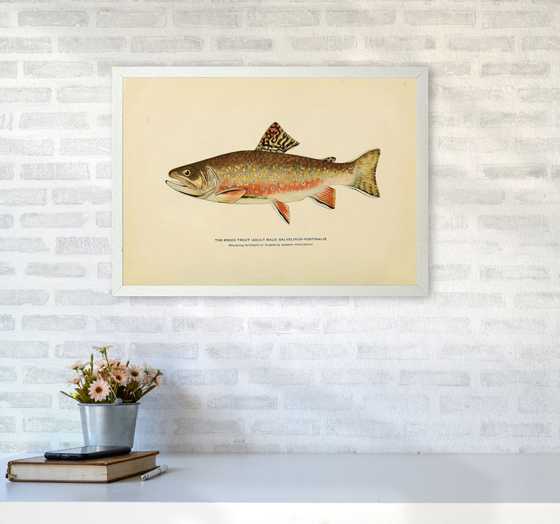 Brook Trout Illustration Art Print by Jason Stanley A2 Oak Frame