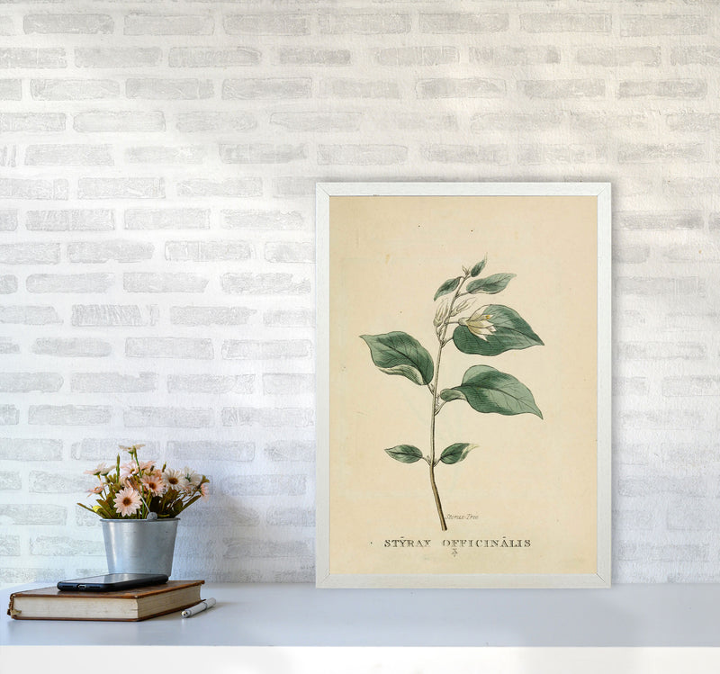Vintage Flower Series 1 Art Print by Jason Stanley A2 Oak Frame